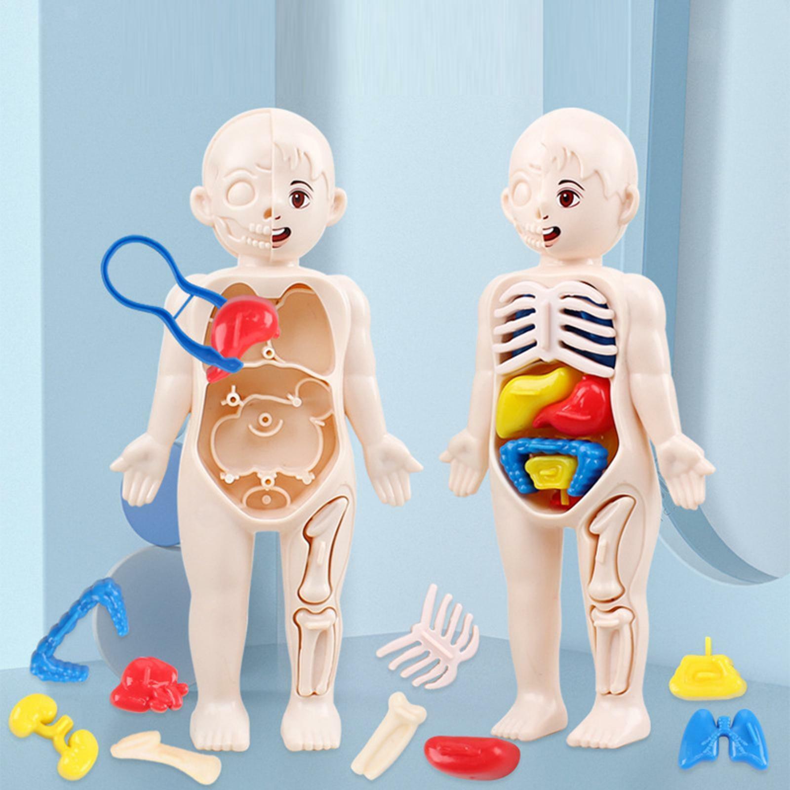 Jucarie educativa anatomie, model corpul uman