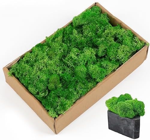 Licheni naturali stabilizati verzi, 500 grame