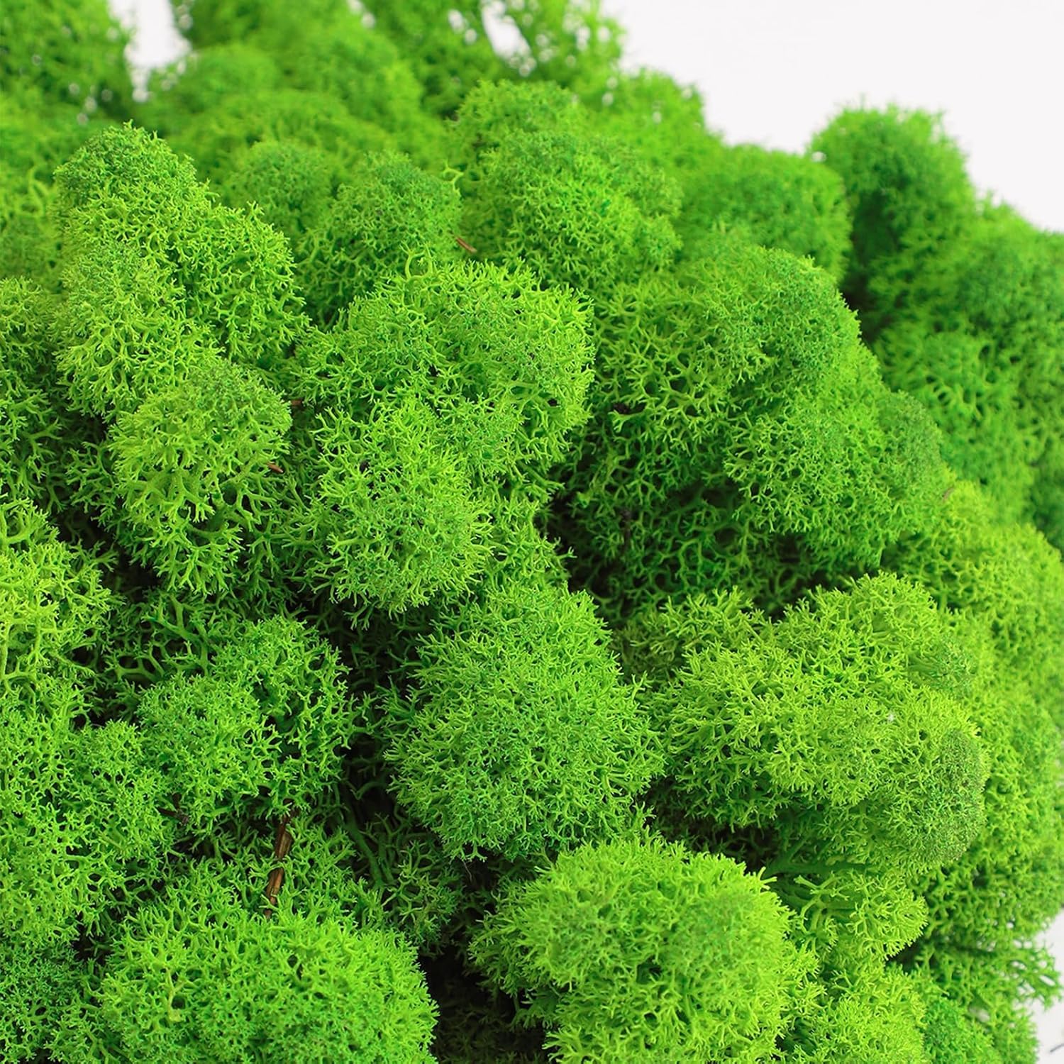 Licheni naturali stabilizati verzi, 500 grame