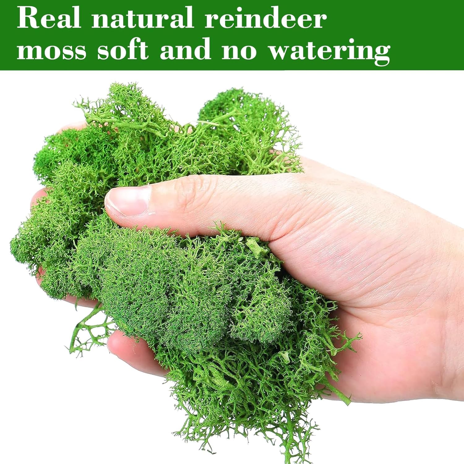 Licheni naturali stabilizati verzi, 500 grame