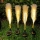 Set 2 x Lampa solara 70 cm, Pampas, lumina calda, IP66
