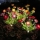 Set 2 x Lampa solara Bujori Roz 60 cm, iluminat ambiental gradina