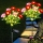 Set 2 x Lampa solara Bujori Roz 60 cm, iluminat ambiental gradina