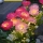 Set 2 x Lampa solara Bujori Roz 60 cm, iluminat ambiental gradina