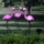 Set 3 x Lampa solara, Flamingo - lumineaza 8 ore