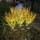 Set 2 x Lampa solara Spice de Grau 60 cm, IP66, LED cu Senzor Lumina