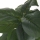 Planta decorativa in ghiveci, Ficus Lyrata, 85 cm