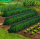 Set 3 x Tunel protectie plante 300x45 cm