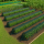 Set 5 x Tunel protectie plante 300x45 cm