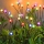 Set 2 x Lampa solara LED Multicolor, 8 bulbi licurici