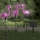 Set 3 x Lampa solara Flamingo 52 cm